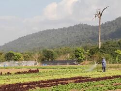 Farmer watering vegetables. Stock Footage