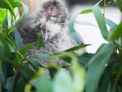 HD:Koala eating some eucalyptus leaves. Stock Footage
