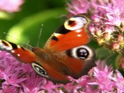Peacock butterfly Stock Footage