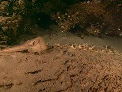 Dolphin Skeleton on shelf in cave, Borneo, Malaysia, Southeast Asia Stock Footage