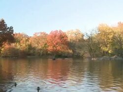 WS People in row boats on lake in autumn in Central Park / New York, New York, United States Stock Footage