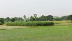 Green Rice Paddy Field Stock Footage