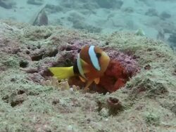 Pair of Clark's anemone fish (Amphiprion clarkii) spawning. First the larger female deposits her eggs, then the male fertilizes them. When the spawning has ceased the anemone will expand and conceal the eggs Stock Footage