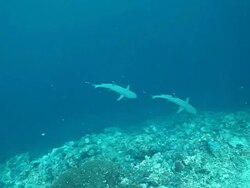 MS Shot of Two white tip reef sharks swimming from blue to reef wall / Sipadan, Semporna, Tawau, Malaysia Stock Footage