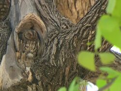 MS Owl camouflaged in inbetween tree at entabeni Private Game Reserve / Limpopo, South Africa Stock Footage