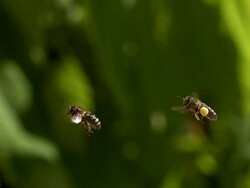 European Honey Bee, Apis mellifera, Adults flying with note full pollen baskets, Slow motion. Stock Footage