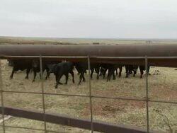 Long Shot hand-held pan-left push-out zoom-in - Cattle run through a pasture. / Oklahoma, USA Stock Footage