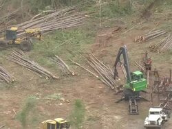 AERIAL WS Shot of Logging  / Florida, United States Stock Footage