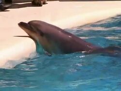 Smart Dolphin Stock Footage