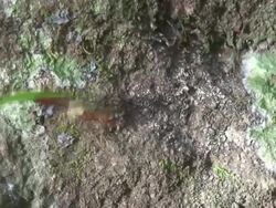 Atta worker ants Stock Footage