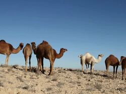 camels in the desert Stock Footage