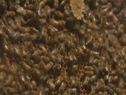 Working Hard: Beehive Stock Footage