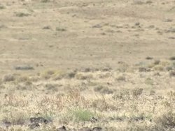 Wild mustang horses in Nevada News Clip