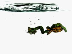 CU SLO MO Shot of red-bellied toad jumping into water and swimming out of frame / Studio, New Jersey, United States Stock Footage