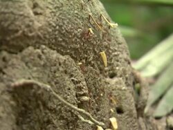 CU of ants crawling up log, Tayrona National Natural Park [Parque Nacional Natural Tayrona], Sierra Nevada, Colombia Stock Footage