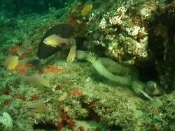 MS Shot of Geometric moray eel lying in rock crevice covering with coral and bryozoan pushing water over gills / Matola, Maputo, Mozambique Stock Footage