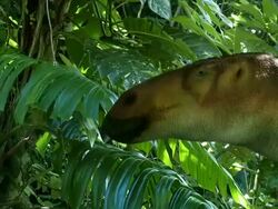 Medium static - A dramatization portrays a dinosaur eating vegetation. / Chicago, Illinois, USA Stock Footage