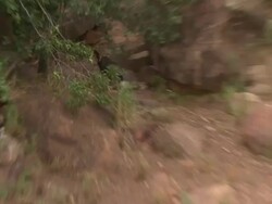 African Wild Dog (Lycaon pictus) with prey, sits down to eat; with audio, Kenya Stock Footage