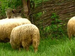 Sheeps eating their diner Stock Footage