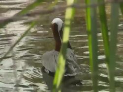 Brown Pelican, swims behind medium close up, Florida, North Atlantic Ocean  Stock Footage
