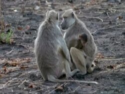Baboons and young, CU, Tanzania Stock Footage
