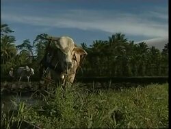 Clouds of deadly hot ash shoot down volcano, evacuations News Clip