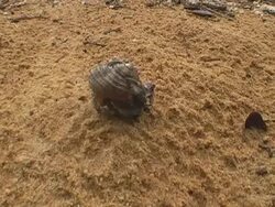 Hermit crabs fight Stock Footage