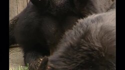 Moon Bear Sanctuary in China News Clip