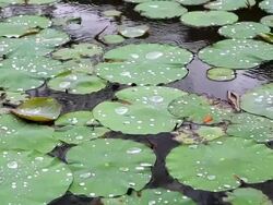 MS Shot of pond full of water lilies / Ubud, Bali, Indonesia Stock Footage