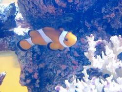 Nemo fish Stock Footage