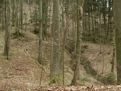 forest changing seasons from early spring to fresh green Stock Footage