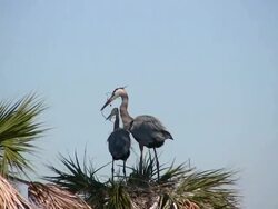 Heron Bringing a Stick To His Mate Stock Footage