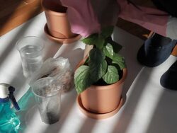 Woman planting flowers Stock Footage