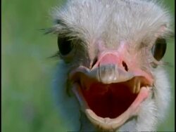 Open-mouthed Ostrich, (Struthio camelus) head turning, Close up, Namaqualand, South Africa Stock Footage