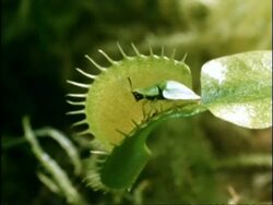 Bug captured by Venus Fly Trap, UK Stock Footage