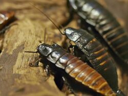 Cockroach Stock Footage