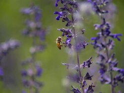 CU SLO MO Shot of Honey bee flaying away after feeding on purple flowers / Santa Barbara, California, United States Stock Footage
