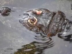 HD: crocodile Stock Footage