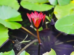 Timelapse of Orange lotus with pupa closing corolla Stock Footage