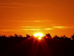 Sunrise Time Lapse Over a Sunflower Field Stock Footage