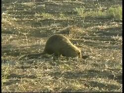 Coypu, Myocastor coypus, eating and digging hole, MS side view, Israel Stock Footage