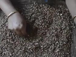 Ayurveda Stock Footage