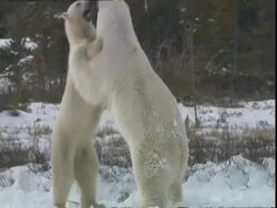 Polar bears (Ursus maritimus) playfighting, standing on hind legs, near Churchill, Manitoba, Canada Stock Footage