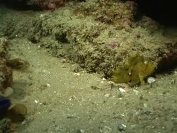 MS Paper fish lying on sea floor observing surroundings / Matola, Maputo, Mozambique Stock Footage