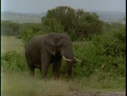 MS African elephant, Loxodonta africana, standing in bush, Uganda, Africa Stock Footage