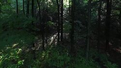 4K aerial footage flying into a scary, mysterious forest in the morning Stock Footage