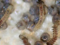 Caterpillar hatching HD Stock Footage