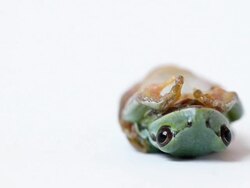 Upside Down Frog on a White Background Stock Footage