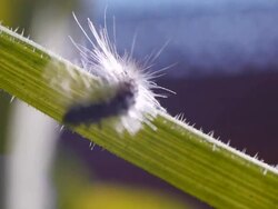 In the stem creeping caterpillar. Stock Footage