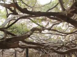 The Great Banyan Tree Forest Stock Footage